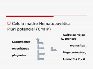 Célula madre Hematopoyética
Pluri potencial (CMHP)
Glóbulos Rojos
Granulocitos
macrófagos
plaquetas.

G. Blancos
monocitos ,
Megacariocitos ,
Linfocitos T y B

 