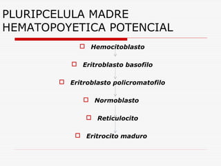 PLURIPCELULA MADRE
HEMATOPOYETICA POTENCIAL
 Hemocitoblasto
 Eritroblasto basofilo
 Eritroblasto policromatofilo
 Normoblasto
 Reticulocito
 Eritrocito maduro

 