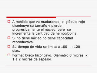  A medida que va madurando, el glóbulo rojo
disminuye su tamaño y pierde
progresivamente el núcleo, pero se
incrementa la cantidad de hemoglobina.
 Si no tiene núcleo no tiene capacidad
reproductiva.
 Su tiempo de vida se limita a 100
120
días.
 Forma: Disco bicóncavo. Diámetro 8 micras x
1 a 2 micras de espesor.

 