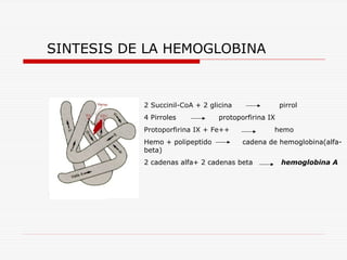 SINTESIS DE LA HEMOGLOBINA

2 Succinil-CoA + 2 glicina
4 Pirroles

pirrol

protoporfirina IX

Protoporfirina IX + Fe++
Hemo + polipeptido
beta)

hemo
cadena de hemoglobina(alfa-

2 cadenas alfa+ 2 cadenas beta

hemoglobina A

 