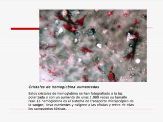 Cristales de hemoglobina aumentados
Estos cristales de hemoglobina se han fotografiado a la luz
polarizada y con un aumento de unas 1.000 veces su tamaño
real. La hemoglobina es el sistema de transporte microscópico de
la sangre; lleva nutrientes y oxígeno a las células y retira de ellas
los compuestos tóxicos.

 
