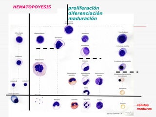 HEMATOPOYESIS

proliferación
diferenciación
maduración

células
maduras

 