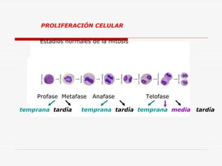 PROLIFERACIÓN CELULAR
Estadíos normales de la mitosis

Profase Metafase
temprana tardía

Anafase

Telofase

temprana tardía temprana media

tardía

 