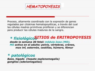 HEMATOPOYESIS

Proceso, altamente coordinado con la expresión de genes
regulados por citokinas hematopoyéticas, a través del cual
las células madres primitivas proliferan y se diferencian
para producir las células maduras de la sangre.

SITIOS de ERITROPOYESIS
* fisiológicos
desde la semana 30 fetal: médula ósea (MO).
MO activa en el adulto: pelvis, vértebras, cráneo,
max inf, esternón, costillas, húmero, fémur

* patológicos

Bazo, hígado (hepato esplenomegalia)
ganglios (adenomegalias)

 