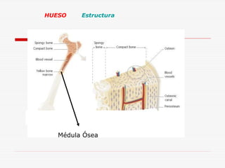 HUESO

Estructura

Médula Ósea

 