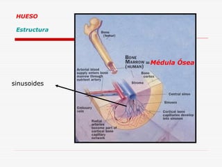 HUESO
Estructura

=Médula Ósea
sinusoides

 
