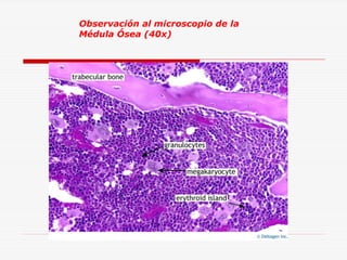 Observación al microscopio de la
Médula Ósea (40x)

 