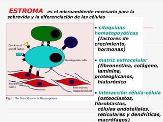 ESTROMA

es el micraambiente necesario para la
sobrevida y la diferenciación de las células

• citoquinas
hematopoyéticas
(factores de
crecimiento,
hormonas)
• matriz extracelular
(fibronectina, colágeno,
laminina,
proteoglicanos,
hialurónico
• interacción célula-célula
(osteoclastos,
fibroblastos,
células endoteliales,
reticulares y dendríticas,
macrófagos)

 