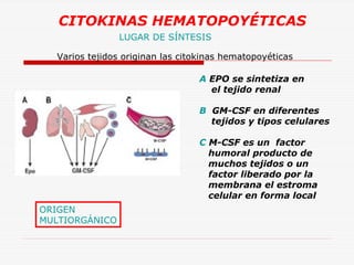 CITOKINAS HEMATOPOYÉTICAS
LUGAR DE SÍNTESIS
Varios tejidos originan las citokinas hematopoyéticas
A EPO se sintetiza en
el tejido renal
B GM-CSF en diferentes
tejidos y tipos celulares
C M-CSF es un factor
humoral producto de
muchos tejidos o un
factor liberado por la
membrana el estroma
celular en forma local
ORIGEN
MULTIORGÁNICO

 