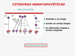 CITOKINAS HEMATOPOYÉTICAS
TIPO DE ACCIÓN

A limitada a un linaje
B acción en varios linajes
C en diferentes etapas o
acción conjunta

ACCIÓN MULTILINAJE

 