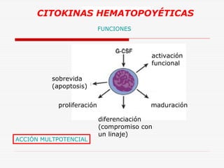 CITOKINAS HEMATOPOYÉTICAS
FUNCIONES

activación
funcional
sobrevida
(apoptosis)
proliferación

ACCIÓN MULTPOTENCIAL

maduración
diferenciación
(compromiso con
un linaje)

 