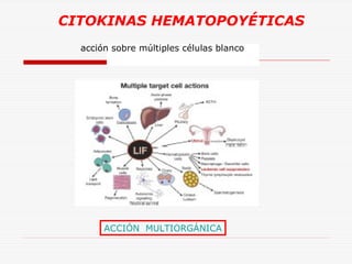 CITOKINAS HEMATOPOYÉTICAS
acción sobre múltiples células blanco

ACCIÓN MULTIORGÁNICA

 