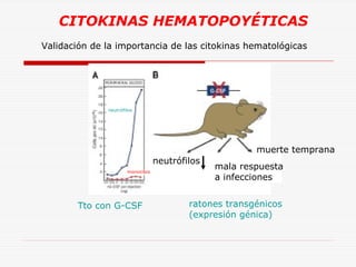 CITOKINAS HEMATOPOYÉTICAS
Validación de la importancia de las citokinas hematológicas

neutrófilos

muerte temprana
neutrófilos
monocitos

Tto con G-CSF

mala respuesta
a infecciones

ratones transgénicos
(expresión génica)

 