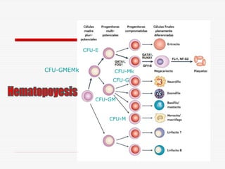 CFU-E

CFU-GMEMk

CFU-Mk
CFU-G

CFU-GM

CFU-M

 