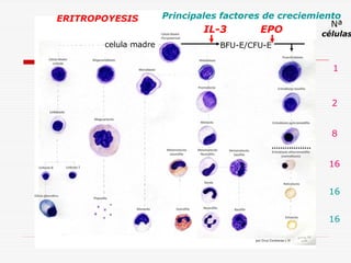 ERITROPOYESIS
celula madre

Principales factores de creciemiento
Nª

IL-3

EPO

células

BFU-E/CFU-E

1

2
8
16
16
16

 
