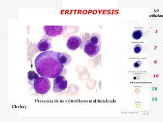 ERITROPOYESIS

Nª

células

1

2
8
16
16
16

 