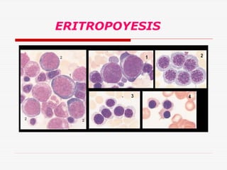 ERITROPOYESIS

 