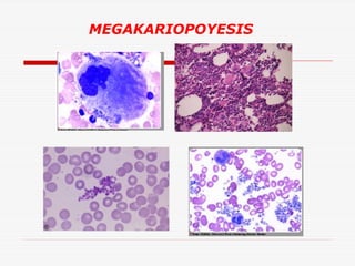 MEGAKARIOPOYESIS

 