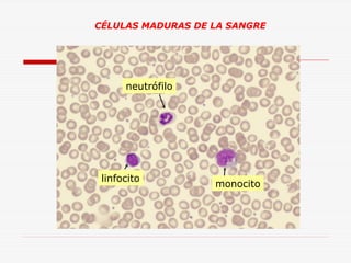 CÉLULAS MADURAS DE LA SANGRE

neutrófilo

linfocito

monocito

 