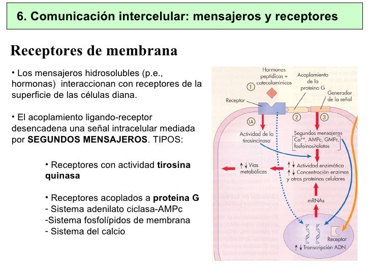 Funciones de las membranas celulares. paso de sustancias. mensajeros