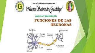 FUNCIONES DE LAS
NEURONAS
 