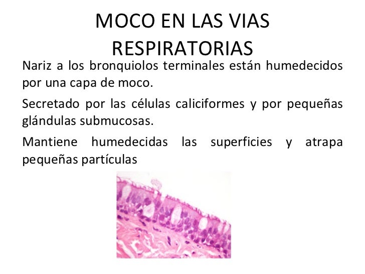 Funciones de las vias respiratorias