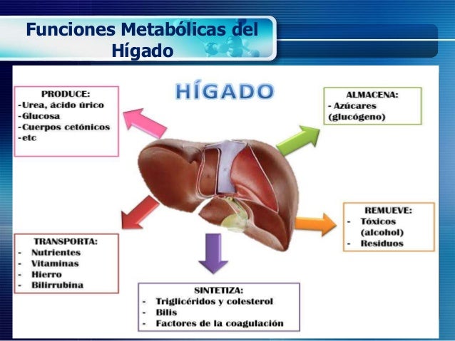 Funciones del higado