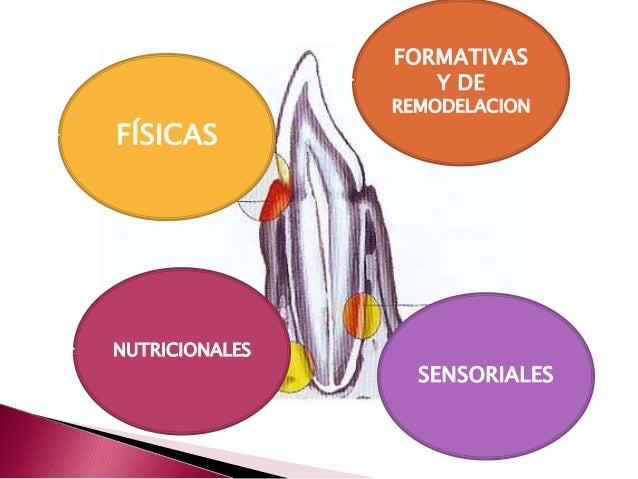 Funciones del ligamento periodontal