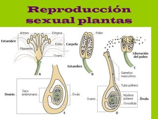 Reproducción sexual plantas