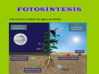 Este proceso lo realizan las algas y las plantas. FOTOSÍNTESIS