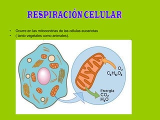 Ocurre en las mitocondrias de las células eucariotas ( tanto vegetales como animales). RESPIRACIÓN CELULAR