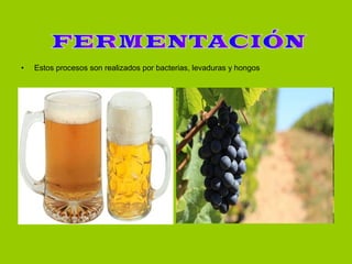 Estos procesos son realizados por bacterias, levaduras y hongos FERMENTACIÓN