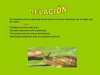 Se entiende como la capacidad de los seres vivos para interactuar con el medio que los rodea. TIPOS: Fototaxia:reacción ante la luz. Geotasia:respuesta ante la gravedad. Termotaxia:reacción ante la temperatura. Quimiotaxia:respuesta ante una sustancia química. RELACIÓN