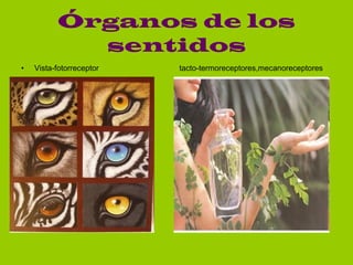 Órganos de los sentidos Vista-fotorreceptor tacto-termoreceptores,mecanoreceptores