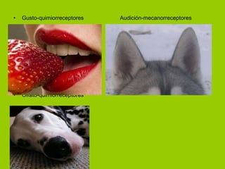 Gusto-quimiorreceptores Audición-mecanorreceptores Olfato-quimiorreceptores