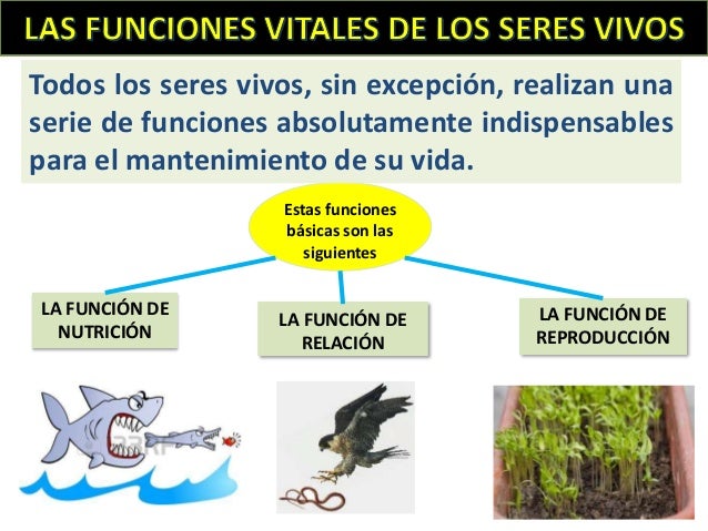 Funciones de los seres vivos.