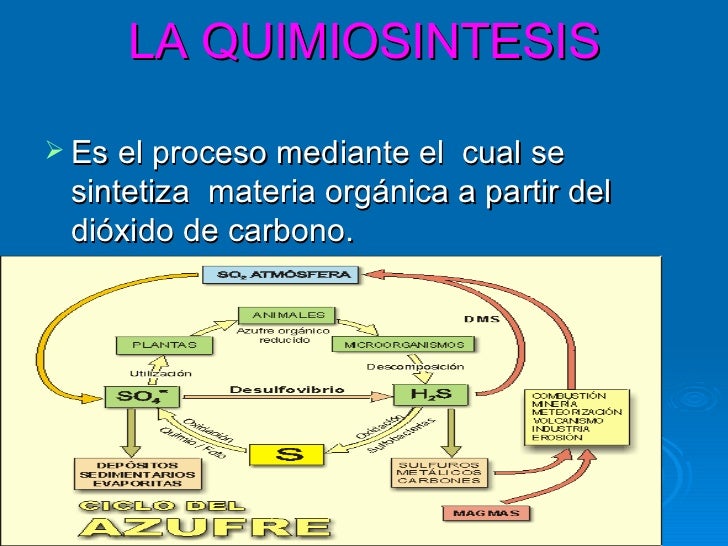 Funciones de los seres vivos