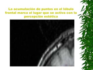 La acumulación de puntos en el lóbulo
frontal marca el lugar que se activa con la
percepción estética
 