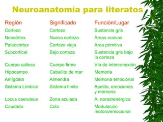 Neuroanatomía para literatos
Región Significado Función/Lugar
Corteza Corteza Sustancia gris
Neocórtex Nueva corteza Áreas nuevas
Paleocórtex Corteza vieja Área primitiva
Subcortical Bajo corteza Sustancia gris bajo
la corteza
Cuerpo calloso Cuerpo firme Vía de interconexión
Hipocampo Caballito de mar Memoria
Amígdala Almendra Memoria emocional
Sistema Límbico Sistema límite Apetito, emociones
y memoria
Locus caeruleus Zona azulada A. noradrenérgica
Caudado Cola Modulación
motora/emocional
 