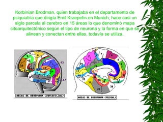 Korbinian Brodman, quien trabajaba en el departamento de
psiquiatría que dirigía Emil Kraepelin en Munich; hace casi un
siglo parcela al cerebro en 15 áreas lo que denominó mapa
citoarquitectónico según el tipo de neurona y la forma en que se
alinean y conectan entre ellas, todavía se utiliza.
 