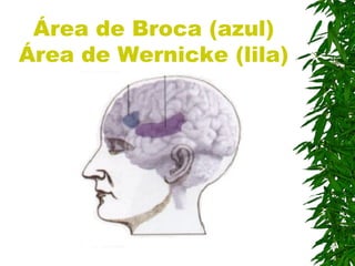 Área de Broca (azul)
Área de Wernicke (lila)
 