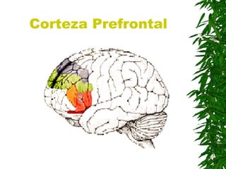 Corteza Prefrontal
 