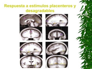 Respuesta a estímulos placenteros y
desagradables
 