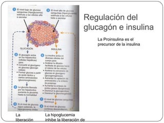 Regulación del glucagón e insulinaLa Proinsulina es el precursor de la insulinaLa hipoglucemia inhibe la liberación de insulinaLa liberación de glucosa