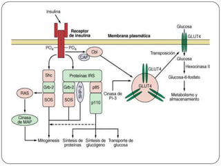 Funciones endocrinas del_pancreas