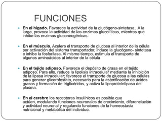 	FUNCIONESEn el hígado. Favorece la actividad de la glucógeno-sintetasa,  A la larga, provoca la actividad de las enzimas glucolíticas, mientras que inhibe las enzimas gluconeogénicas.En el músculo. Acelera el transporte de glucosa al interior de la célula por activación del sistema transportador, induce la glucógeno- sintetasa e inhibe la fosforilasa. Al mismo tiempo, estimula el transporte de algunos aminoácidos al interior de la célulaEn el tejido adiposo. Favorece el depósito de grasa en el tejido adiposo. Para ello, reduce la lipolisis intracelular mediante la inhibición de la lipasa intracelular; favorece el transporte de glucosa a las células para generar glicerofosfato, necesario para la esterificación de ácidos grasos y formación de triglicéridos, y activa la lipoproteínlipasa del plasma.En el cerebro los receptores insulínicos es posible que actúen, modulando funciones neuronales de crecimiento, diferenciación y actividad neuronal y regulando funciones de la homeostasia nutricional y metabólica del individuo.