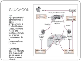 GLUCAGON
•Es
hiperglucemiante
por excelencia y
actúa
principalmente a
nivel del hígado.
•Actúa, contraria
mente a la
insulina, estimula
las enzimas
responsables de
la
gluconeogénesis
hepática.

•En el tejido
adiposo, intensific
a la degradación
de las grasas a
ácidos grasos y
glicerol.
 