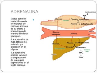 ADRENALINA
•Actúa sobre el
metabolismo de      
los hidratos de
carbono a través
de su efecto b
adrenérgico de
manera similar al
glucagon.
•La adrenalina es
más activa en el
músculo y el
glucagon en el
hígado.
•La adrenalina
acelera también
la degradación
de las grasas
depositadas en el
tejido adiposo.
 