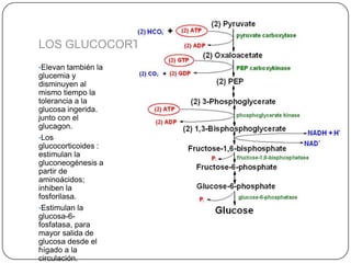 LOS GLUCOCORTICOIDES
•Elevan también la
glucemia y
disminuyen al
mismo tiempo la
tolerancia a la
glucosa ingerida.
junto con el
glucagon.
•Los
glucocorticoides :
estimulan la
gluconeogénesis a
partir de
aminoácidos;
inhiben la
fosforilasa.
•Estimulan la
glucosa-6-
fosfatasa, para
mayor salida de
glucosa desde el
hígado a la
circulación.
 