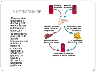 LA HORMONA DE CRECIMIENTO
•Eleva el nivel
glucémico y
disminuye al
mismo tiempo
la tolerancia a
la glucosa.
•El mecanismo
principal de la
acción
hiperglucemiant
e de esta
hormona
consiste en
estimular la
salida de la
glucosa del
hígado y
disminuir su
utilización
periférica.
 
